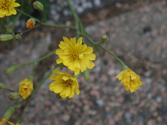 Ixeris chinensis