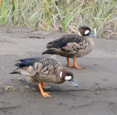 Speculanas specularis