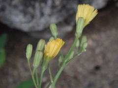 Ixeris chinensis