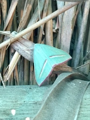Chlorerythra rubriplaga