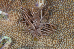 Phyllodesmium briareum