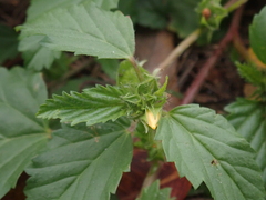 Malvastrum coromandelianum