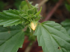 Malvastrum coromandelianum