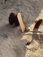 Cynomorium coccineum