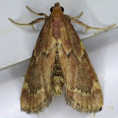 Hypsopygia intermedialis