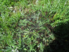 Ocnogyna clathrata