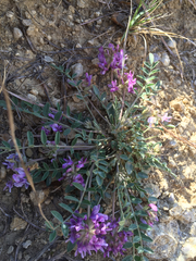 Astragalus lotiflorus
