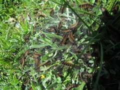 Ocnogyna clathrata