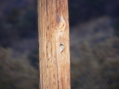 Micrathene whitneyi