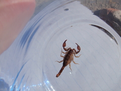 Pseudouroctonus apacheanus