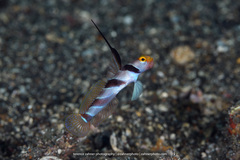 Stonogobiops nematodes