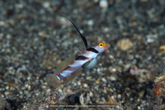 Stonogobiops nematodes