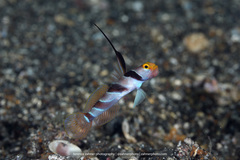 Stonogobiops nematodes