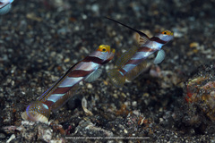 Stonogobiops nematodes