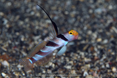 Stonogobiops nematodes