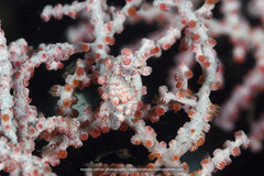Hippocampus bargibanti