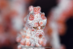 Hippocampus bargibanti