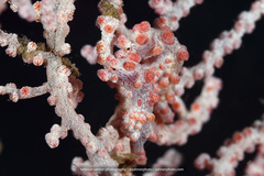Hippocampus bargibanti