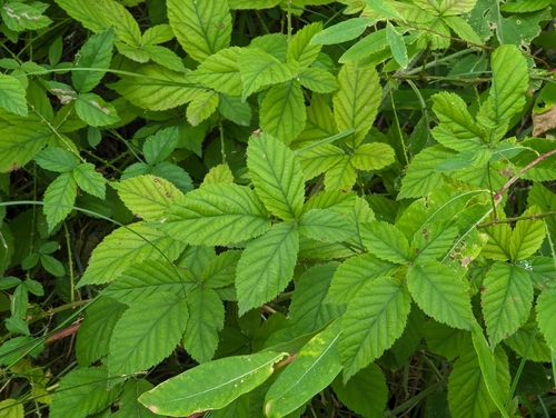 Image of Rubus arizonensis by (c) Rachel Stringham, some rights reserved (CC BY)