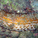 Leopard Sea Cucumber - Photo (c) http://www.colours.dk/, some rights reserved (CC BY-SA)