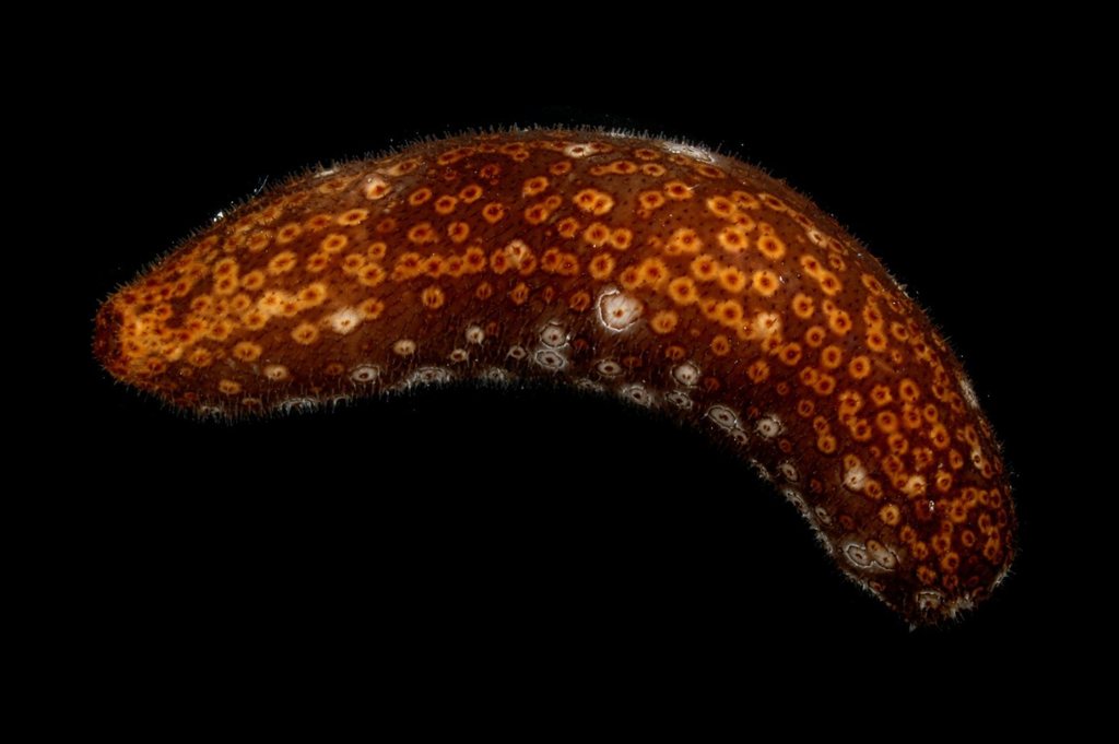 Holothurie léopard