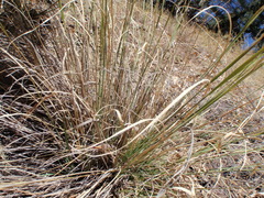 Sceloporus slevini