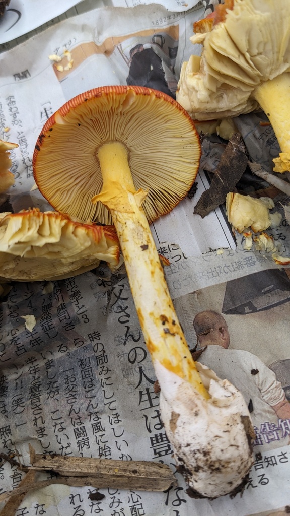 Amanita caesareoides · September 2023 · photo: © atsushi_nakajima_cirque (iNaturalist, cc-by)