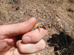 Sceloporus slevini