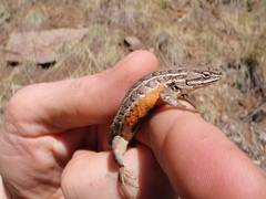 Sceloporus slevini