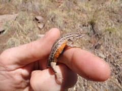 Sceloporus slevini