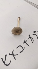 ヒメコナカブリツルタケ