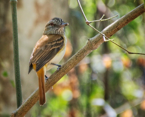 Attila spadiceus