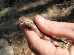 Sceloporus virgatus