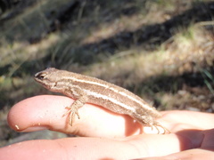Sceloporus virgatus