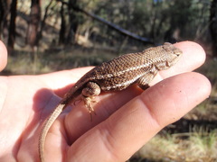Sceloporus virgatus