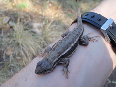 Sceloporus virgatus
