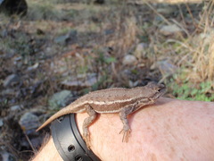 Sceloporus virgatus