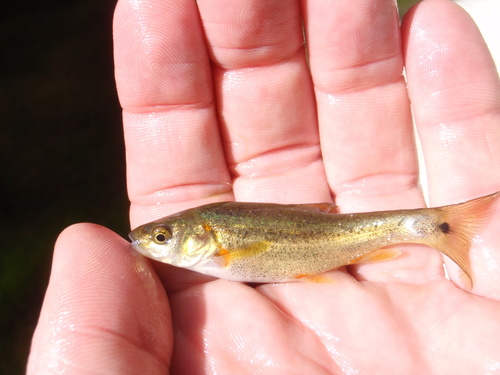 Sonora Chub