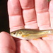 Sonora Chub - Photo (c) Rob Foster, some rights reserved (CC BY), uploaded by Rob Foster