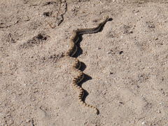 Pituophis catenifer