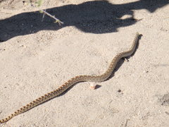 Pituophis catenifer