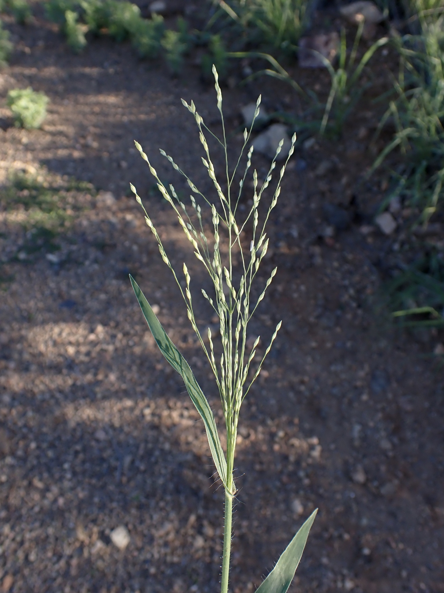 Panicum hirticaule