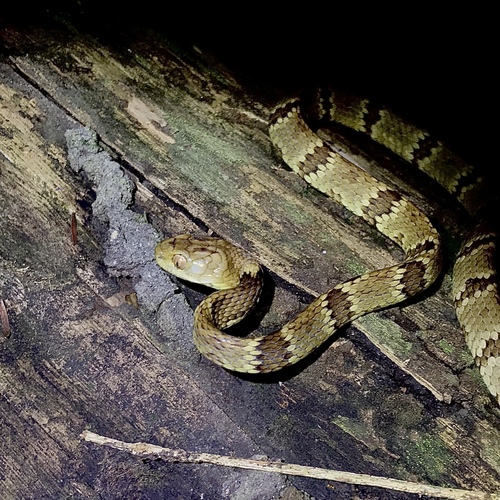 Sauvage's Snail-eater