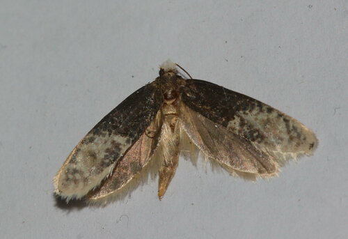 Trichophaga ziniella