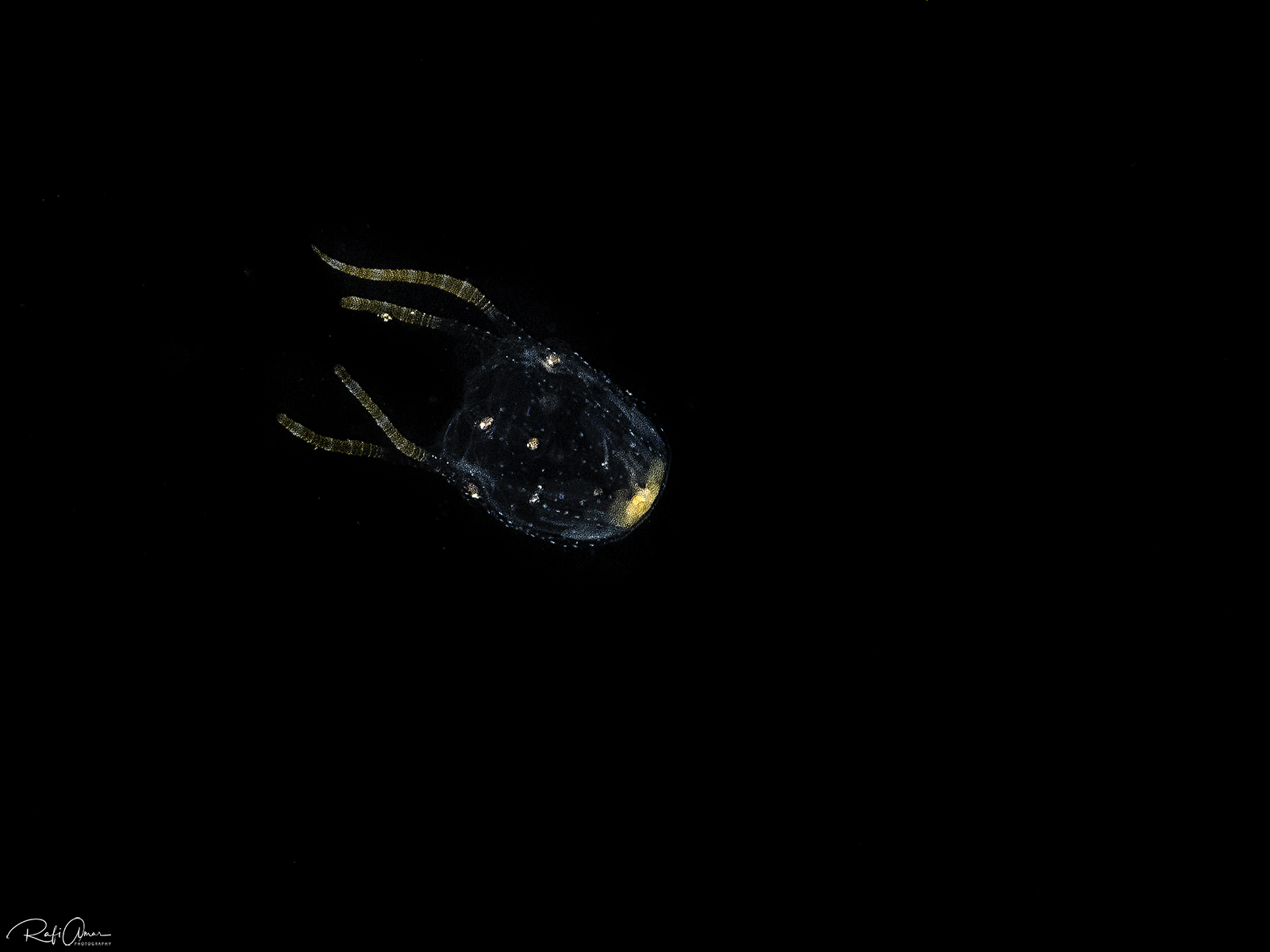 Copula sivickisi (Stiasny, 1926)
