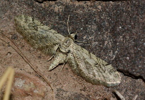 Eupithecia costisignata