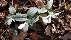 Trillium nivale