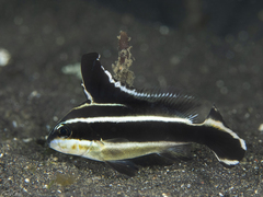 Painted Sweetlips photo 5