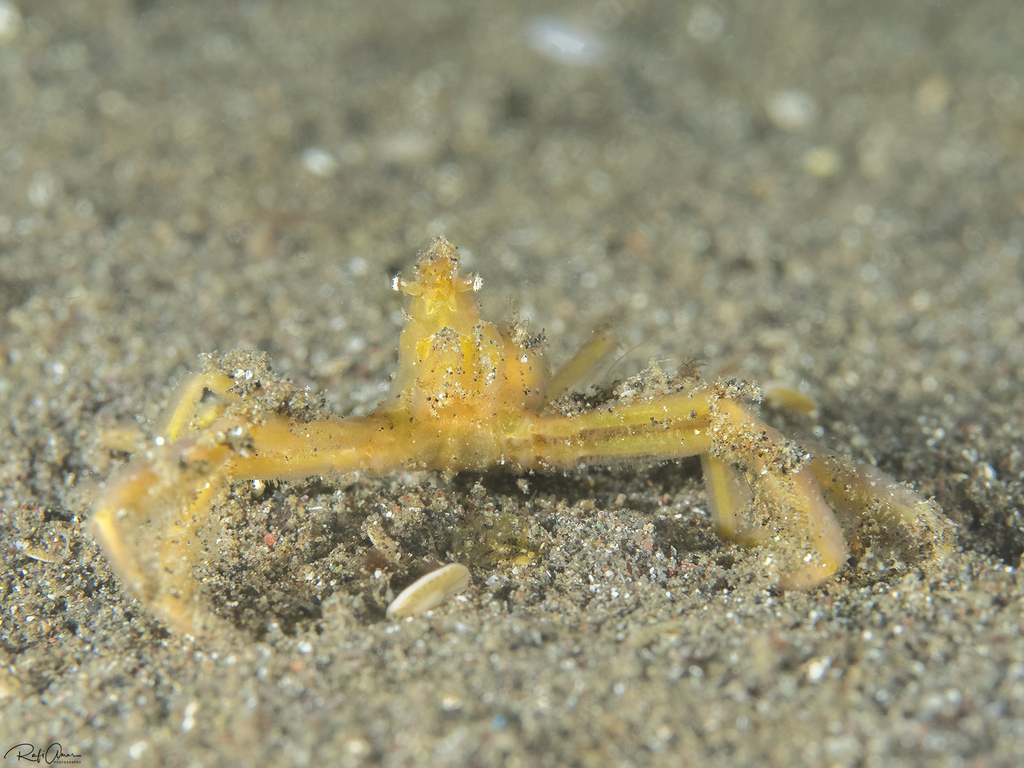 Oncinopus araneus