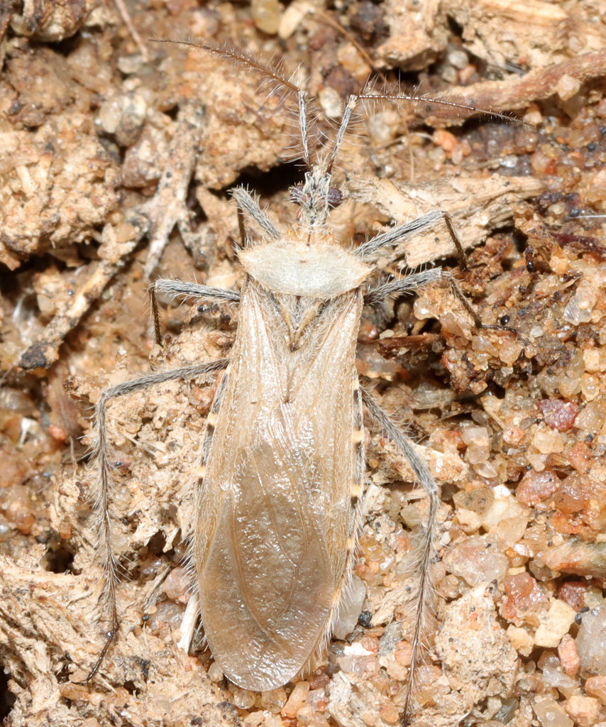 Holotrichius